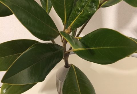 みか散歩。